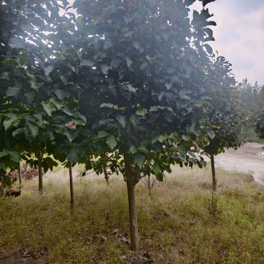 南召县8公分紫玉兰