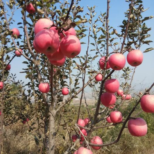 卢龙县红富士苹果个大味甜质优价廉