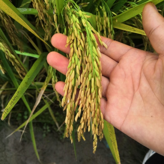 淮滨县优质水稻上市，量大从优