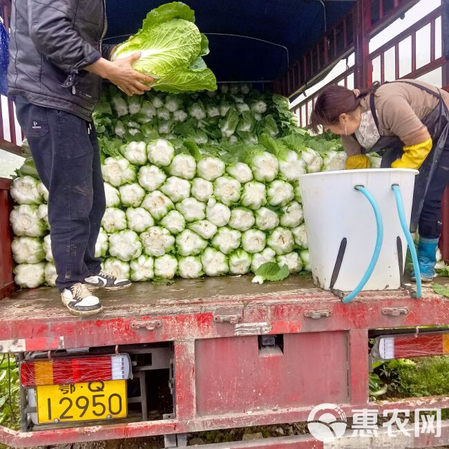 黄心大白菜