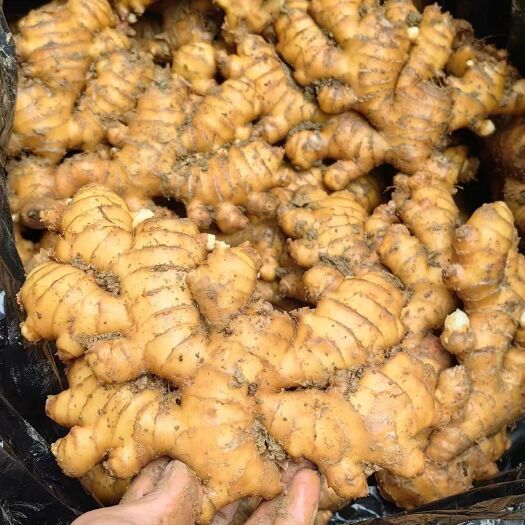 昆明小黄姜 大量现货
