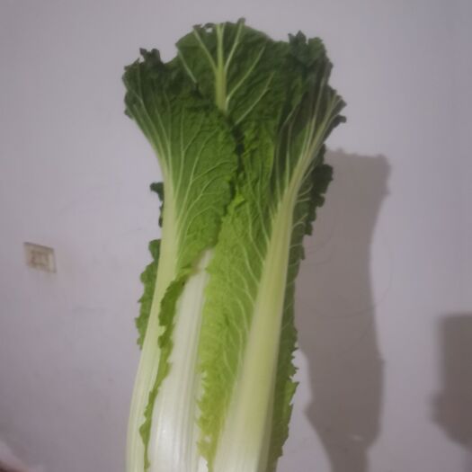 永清县津绿六零，高庄白菜，小青麻叶