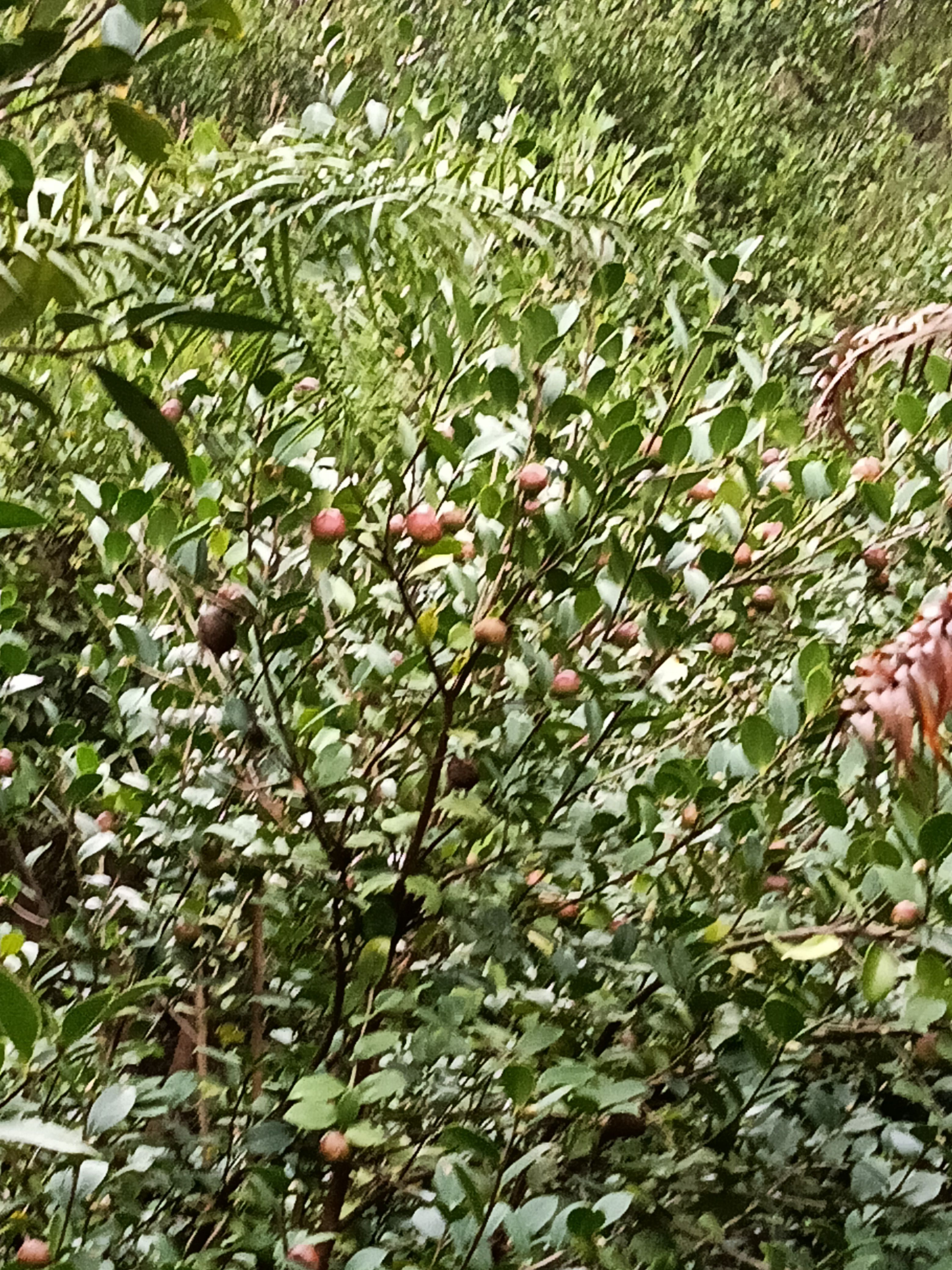 大量出售野山茶籽！鲜果！出油率高！