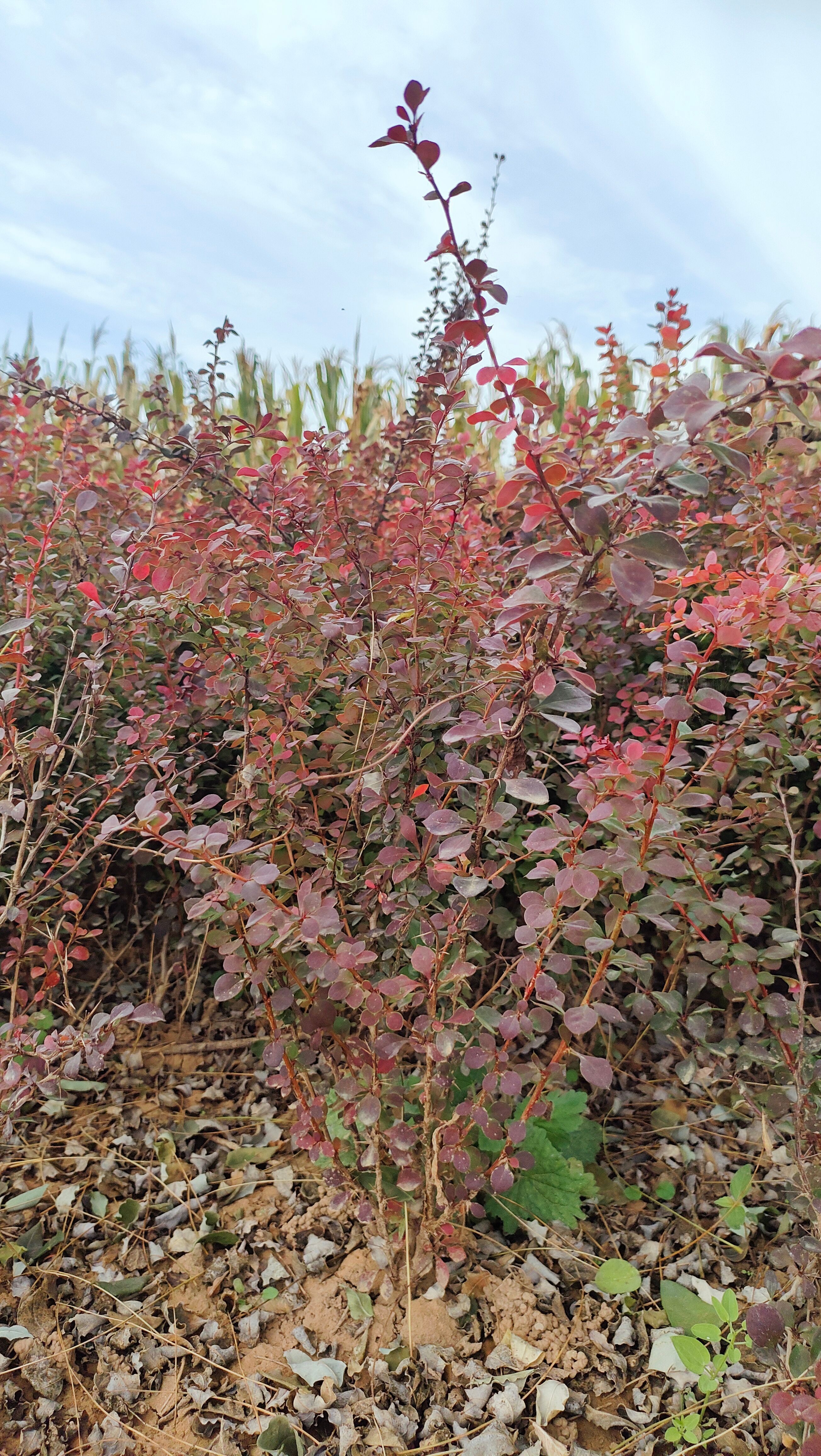 红叶小檗，30-60公分红叶小檗