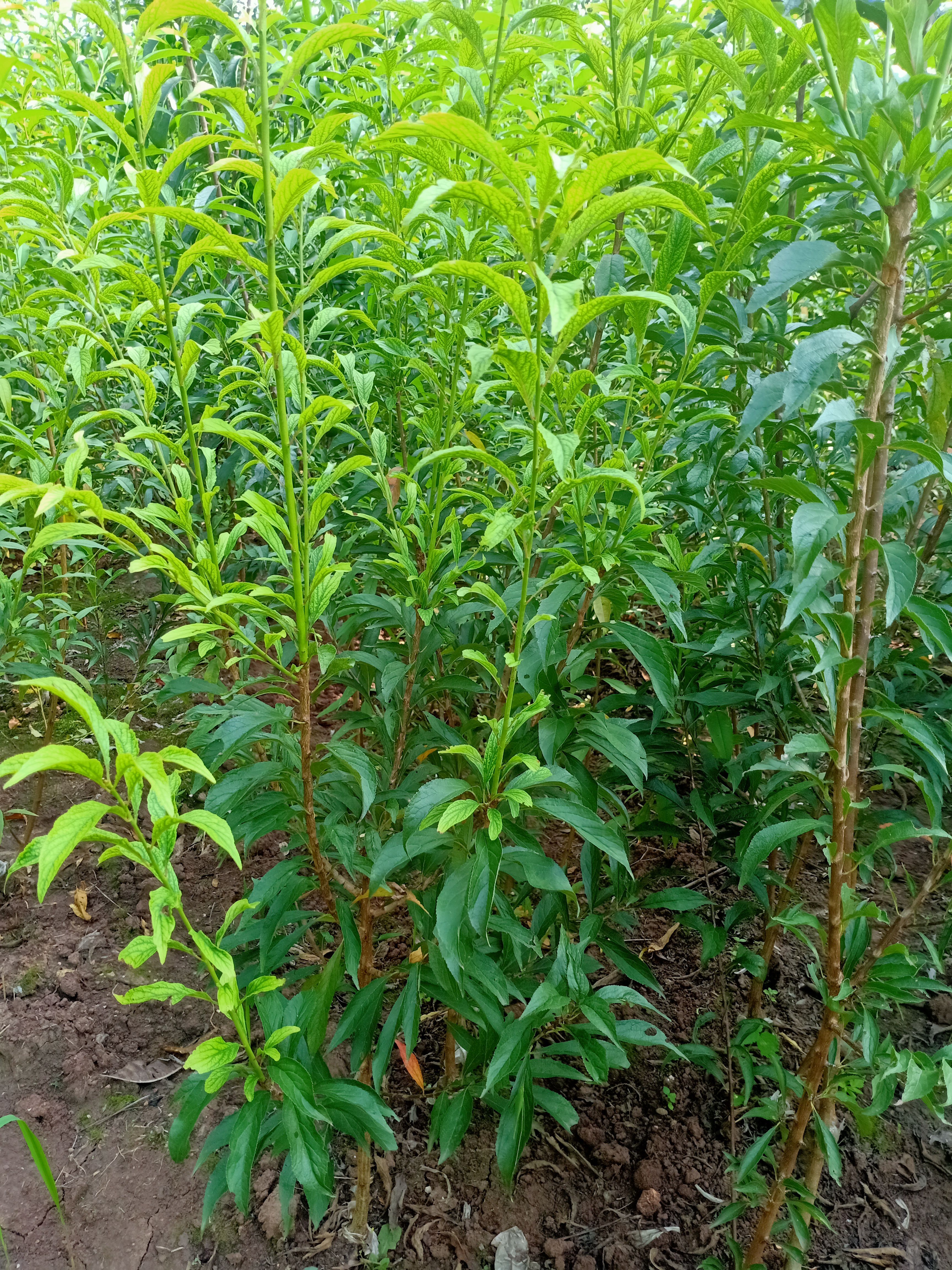 香蜜李，糖度17+，极丰产，香蜜李子苗，卡蜜斯李子苗。