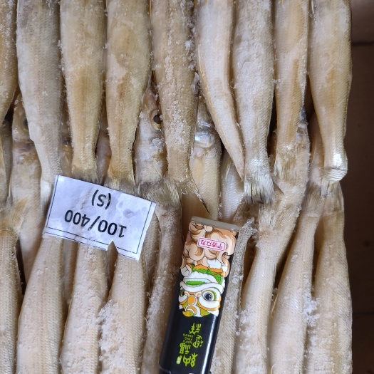 北海小中大沙占鱼