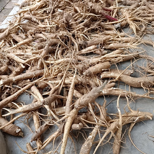 曹县多年商陆
