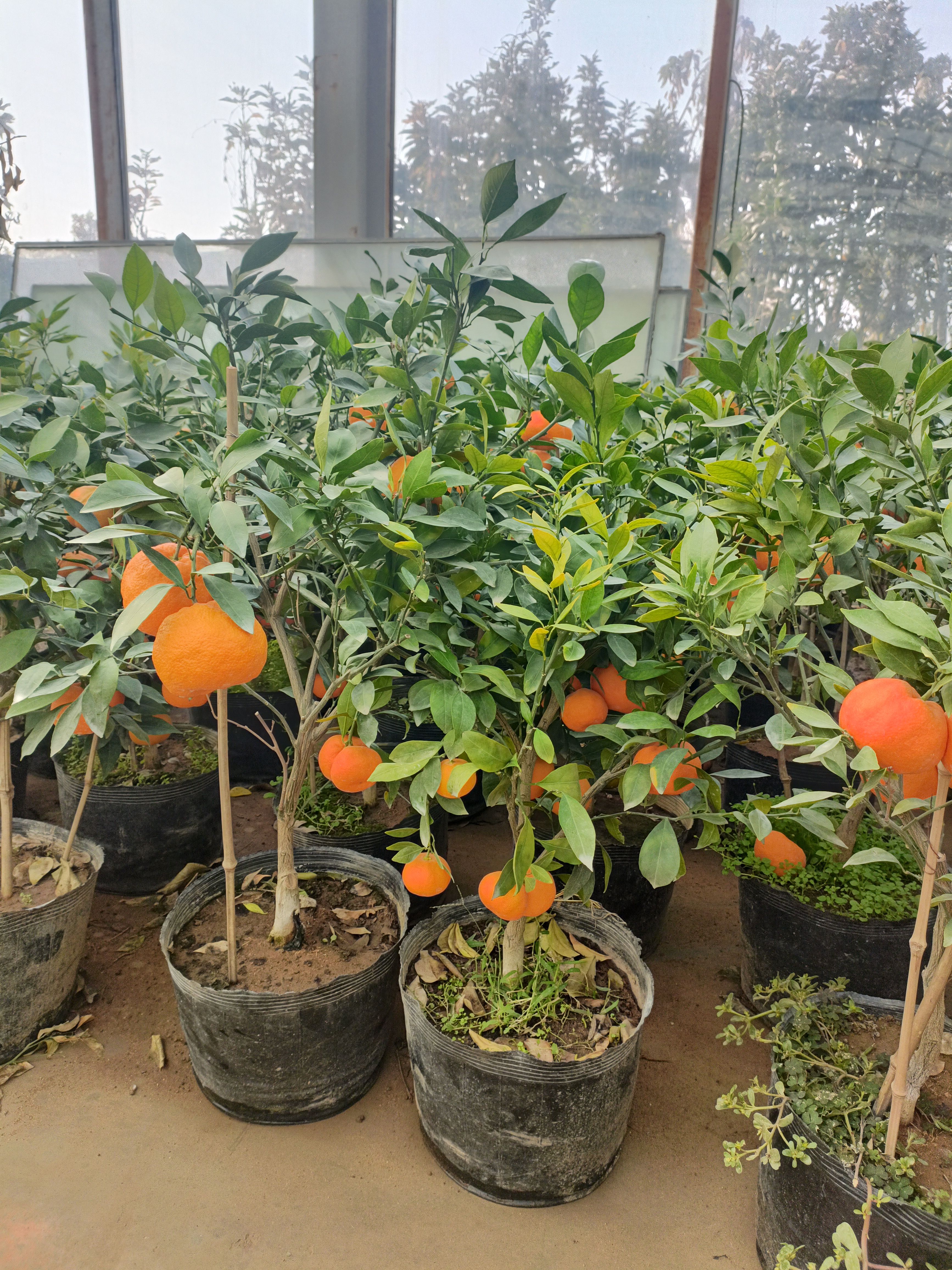 新品黄岩蜜橘树苗  蜜橘树苗盆栽地栽苗南北方种植苗