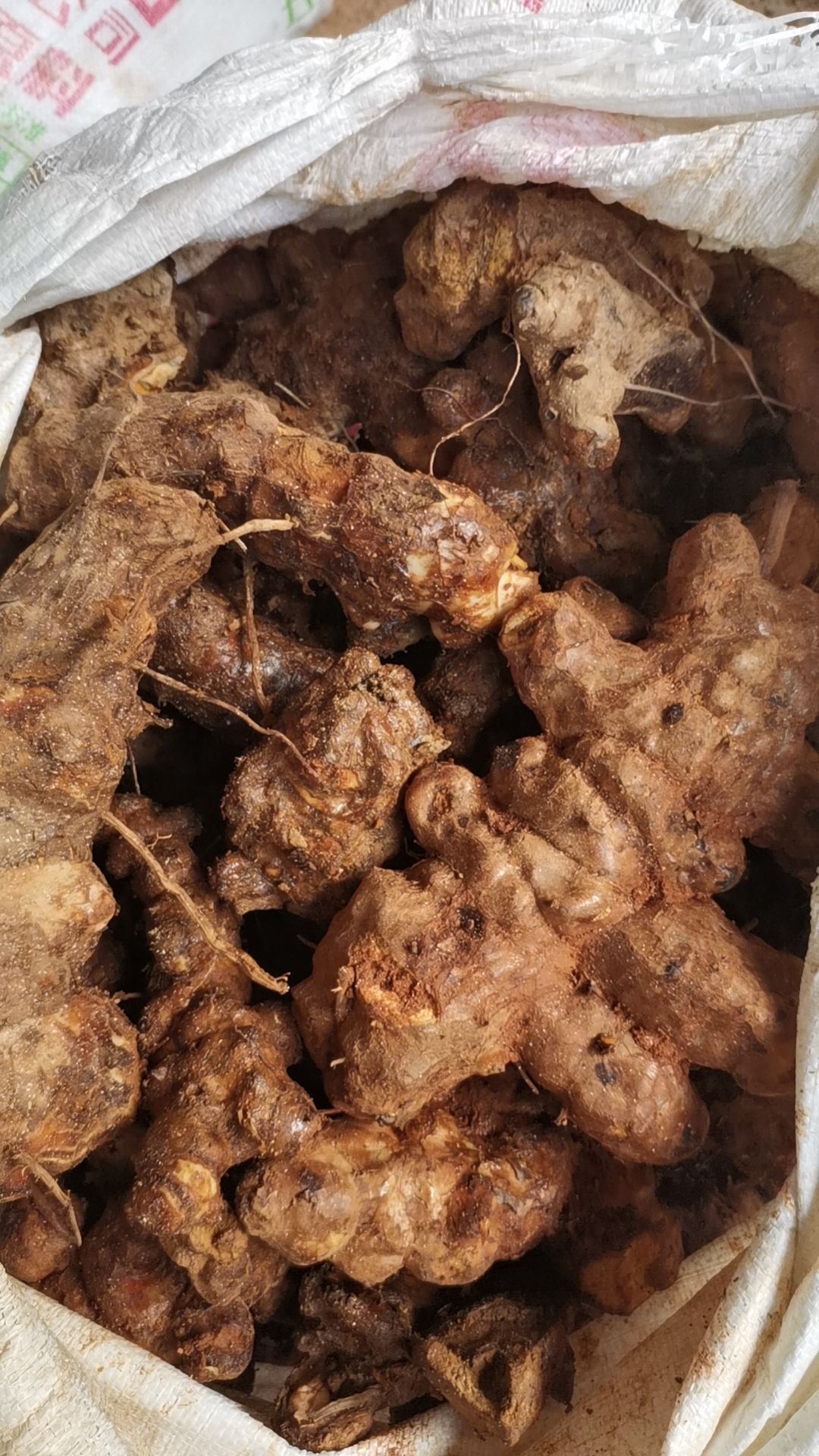 土茯苓  新鲜本地鲜土伏苓，白肉粉质，煲汤甘甜