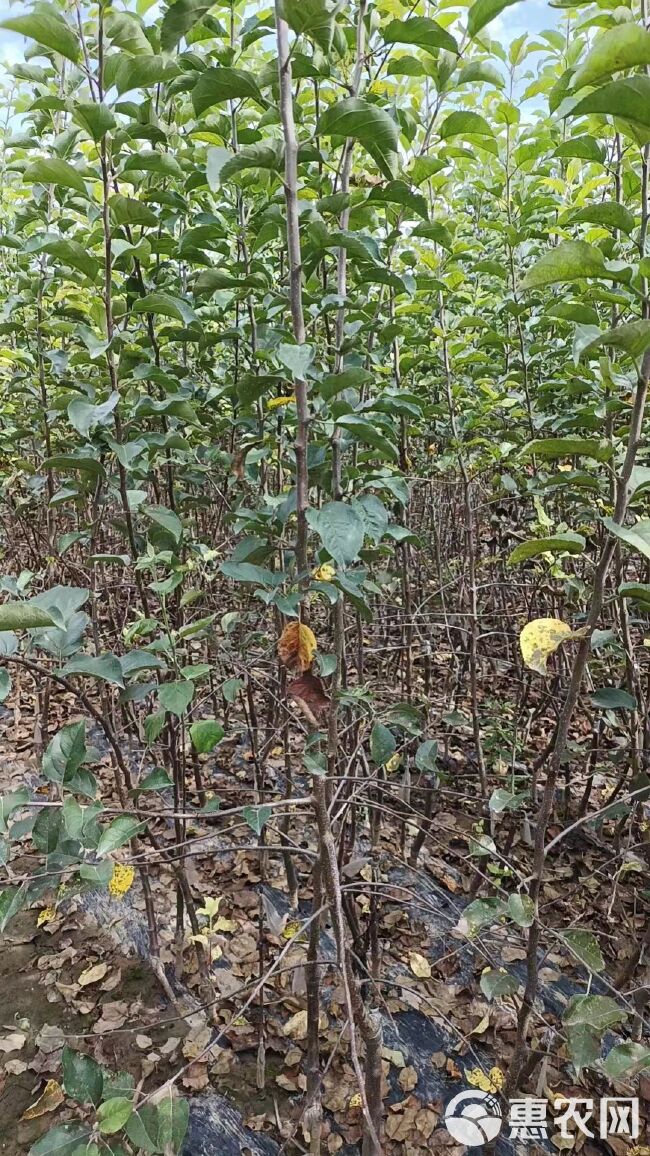 培育优质矮化乐淇苹果苗 爱妃苹果苗 瑞香红苹果苗 王林苹果苗