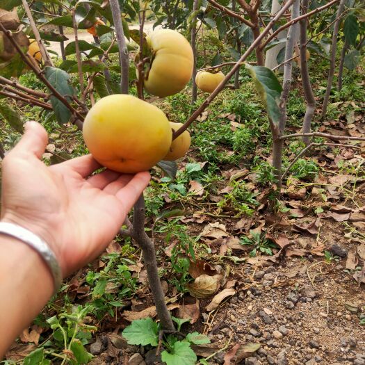 平邑县阳丰脆甜柿子树苗  脆甜柿子苗  自然脱涩优质嫁接苗品种保证