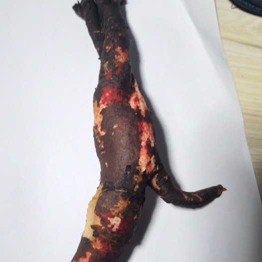 昆明紫草