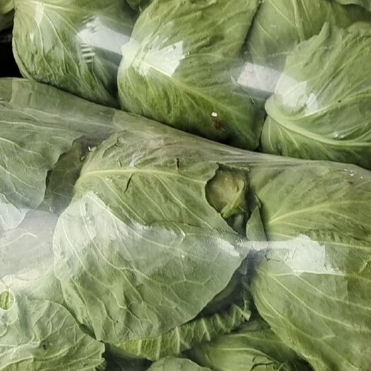 徐州圆包菜