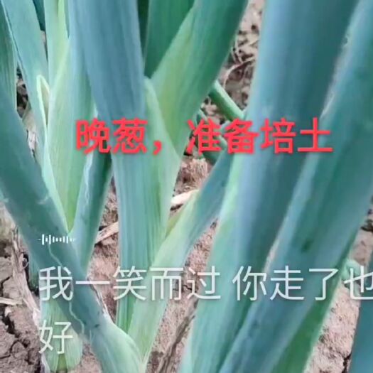 玉田县长白大葱