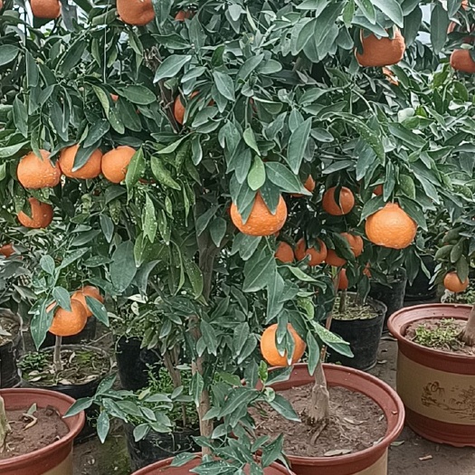 新品黄岩蜜橘树苗  蜜橘树苗盆栽地栽苗南北方种植苗