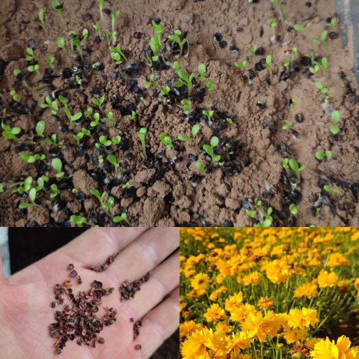 孟州市23年 纯新 矮杆 重瓣 金鸡菊 金鸡菊 黄色花