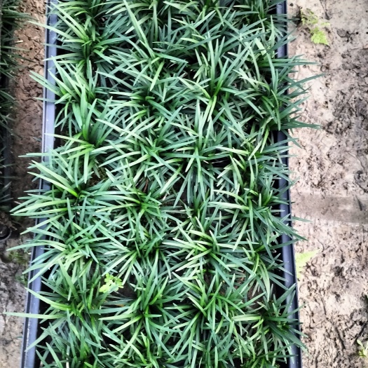 广州玉龙草