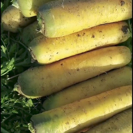 乌鲁木齐黄罗卜