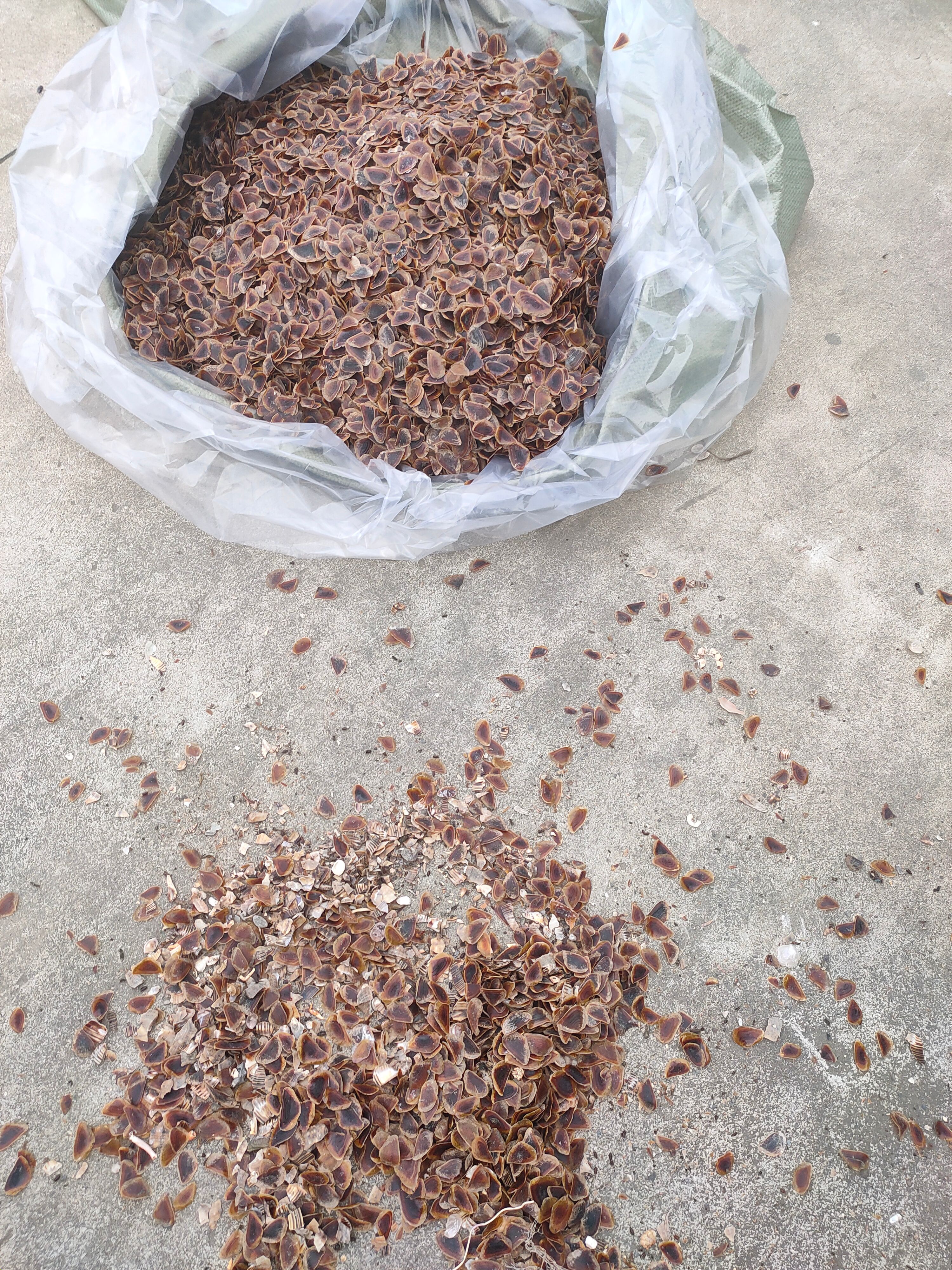 香螺海螺香螺盖海螺盖螺盖