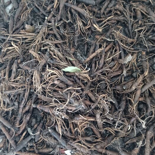平塘县仙茅