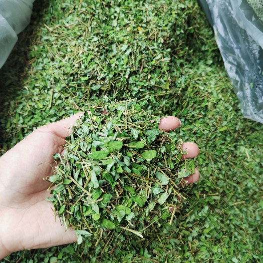 梧州鸡骨草，带梗，相思叶