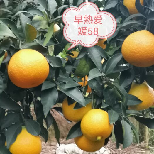 芷江县爱媛58新品种枝条，比爱媛28，38早成熟一个月个大味甜细嫩