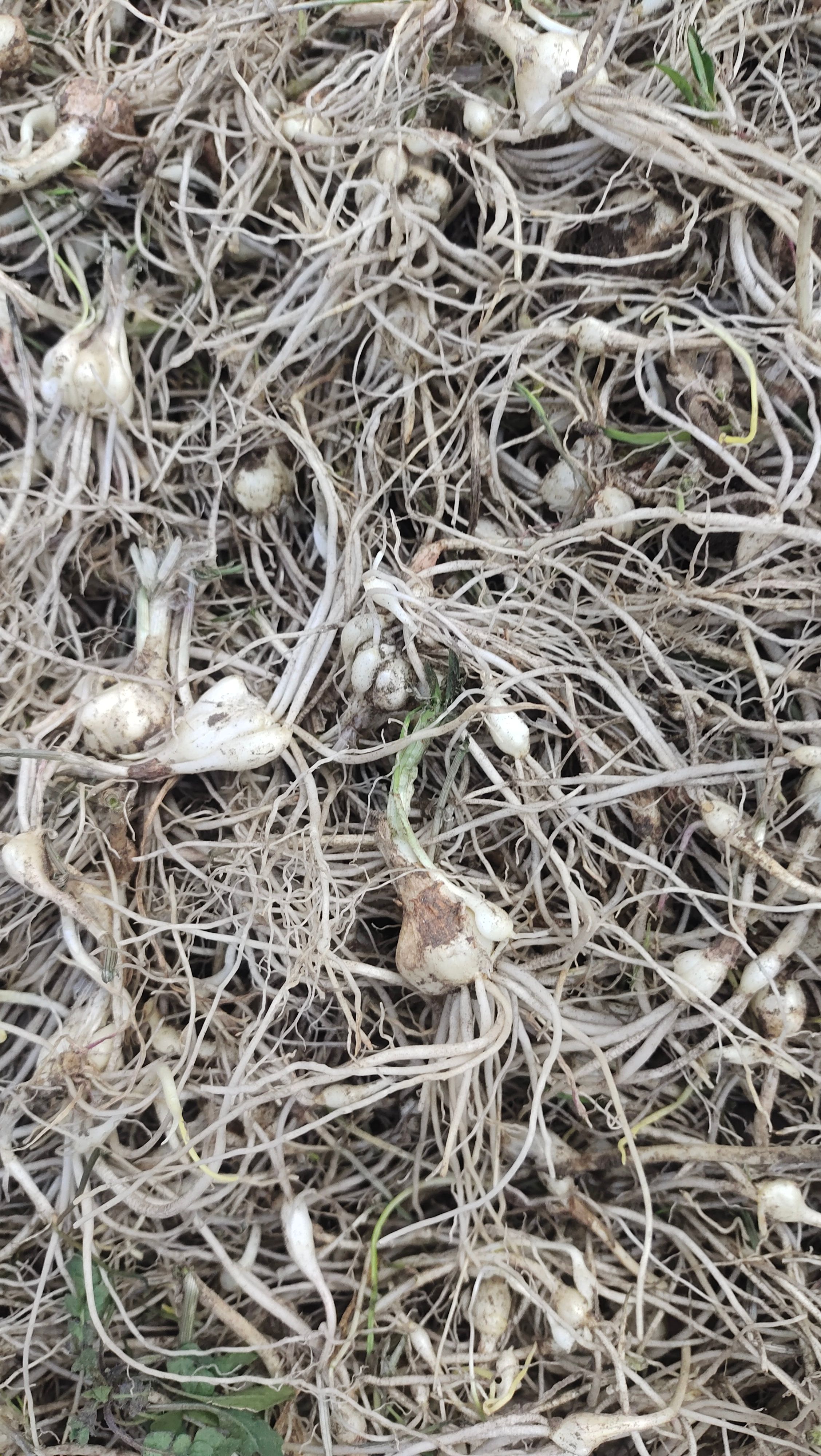 23年新小根蒜上市。