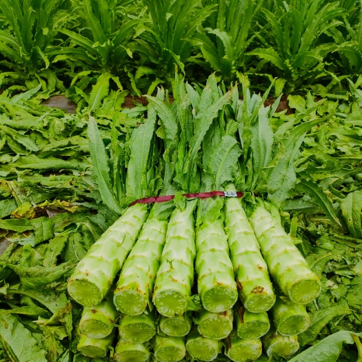 定州市青皮青肉莴笋