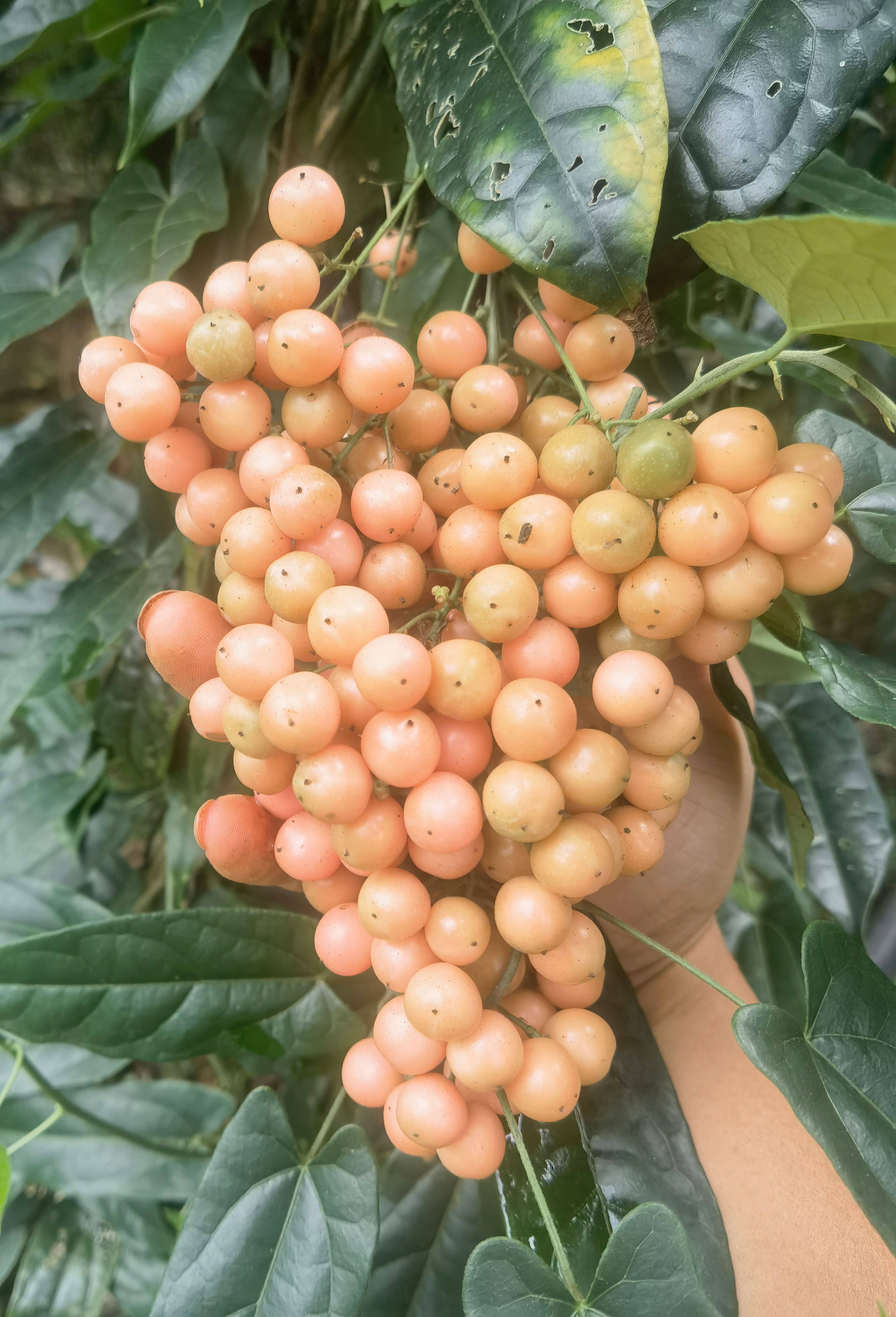 金果榄 金果榄种子