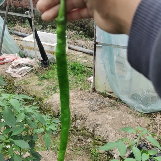 峨眉山市蔬菜系列，有二荆条。不是很辣的，然后皮是香香有蒜苗脆脆的，