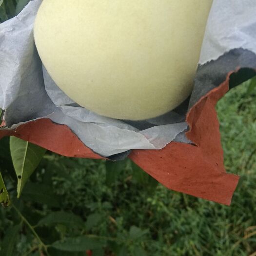 新沂市金秋红蜜硬霜红