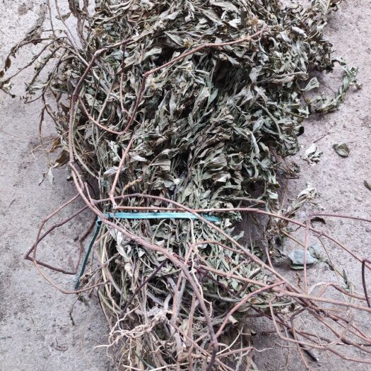 廉江市金不换瓜子金 瓜子草 惊风草 辰砂草