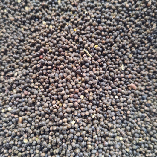 全州县千斤拔种子
