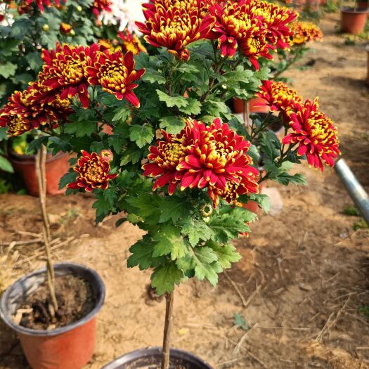 枣庄树型菊花