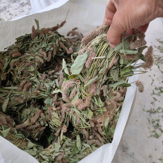 肇庆狸尾草干货2025年7月青绿有花，广东省内包邮