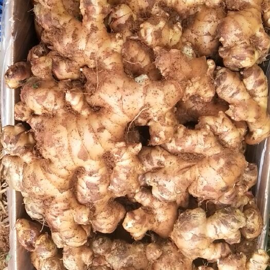 那坡县广西百色大肉姜，姜种需要的老板可以联系