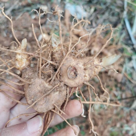 赤壁市多花姜形倒苗甜黄精全芽头