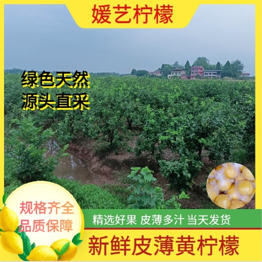 安岳县尤力克柠檬  安岳县尤力克黄柠檬，出售一二级好果，欢迎老板订