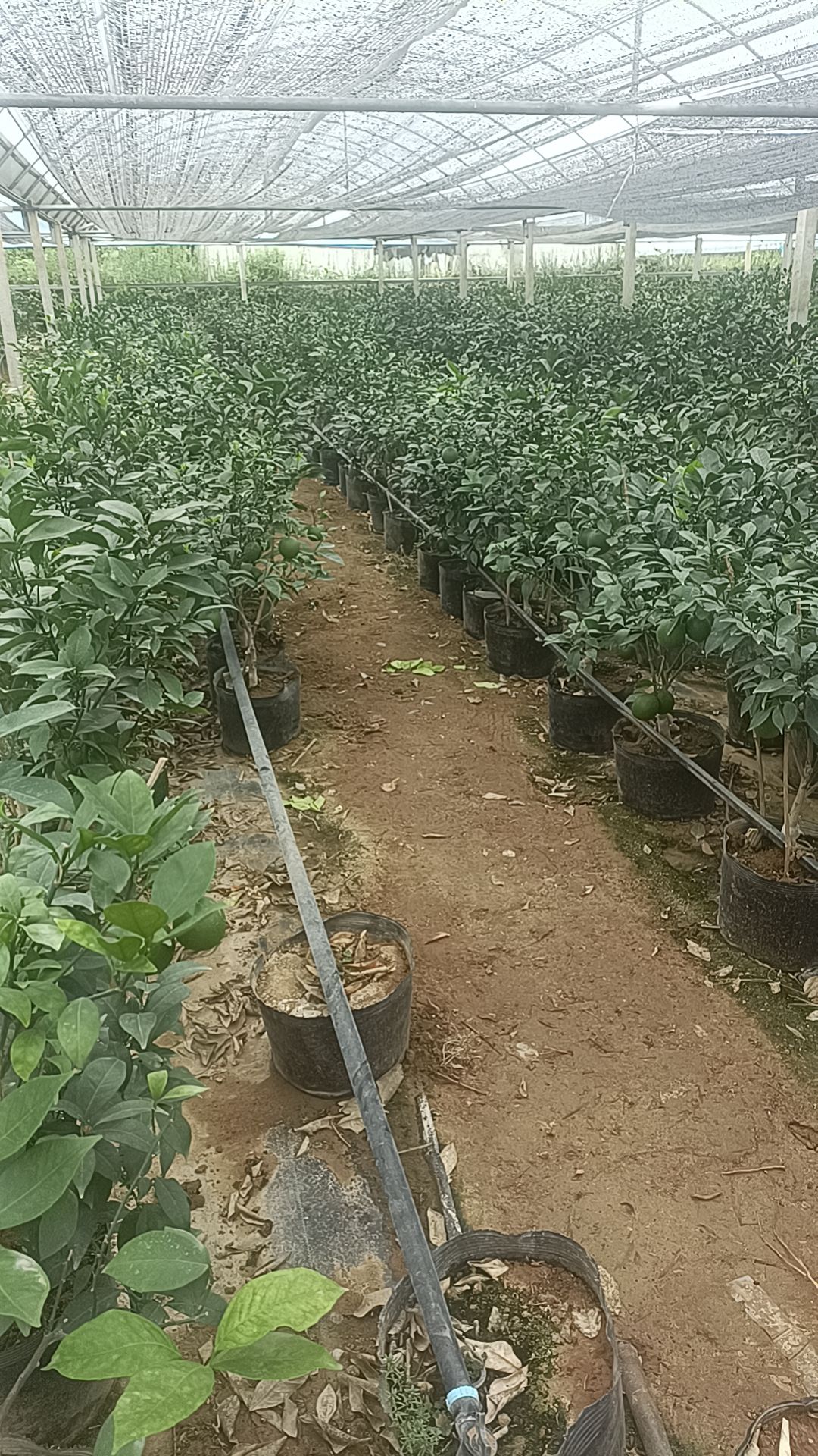 新品黄岩蜜橘树苗  蜜橘树苗盆栽地栽苗南北方种植苗