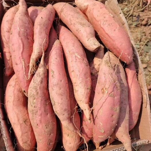 山东红薯产地，烟25，龙九，紫薯，西瓜红，等品种