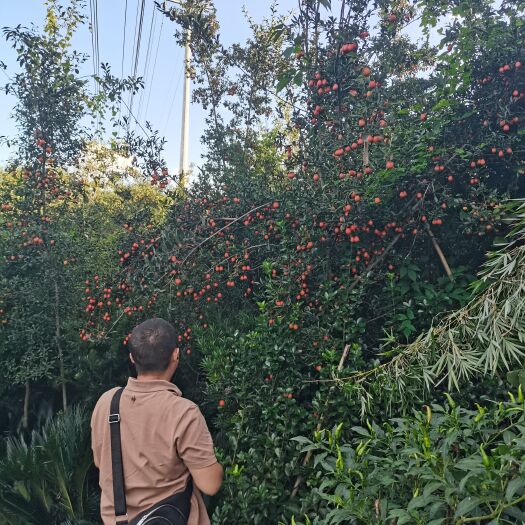 青神县桂花树（金桂）罗汉松  金弹子