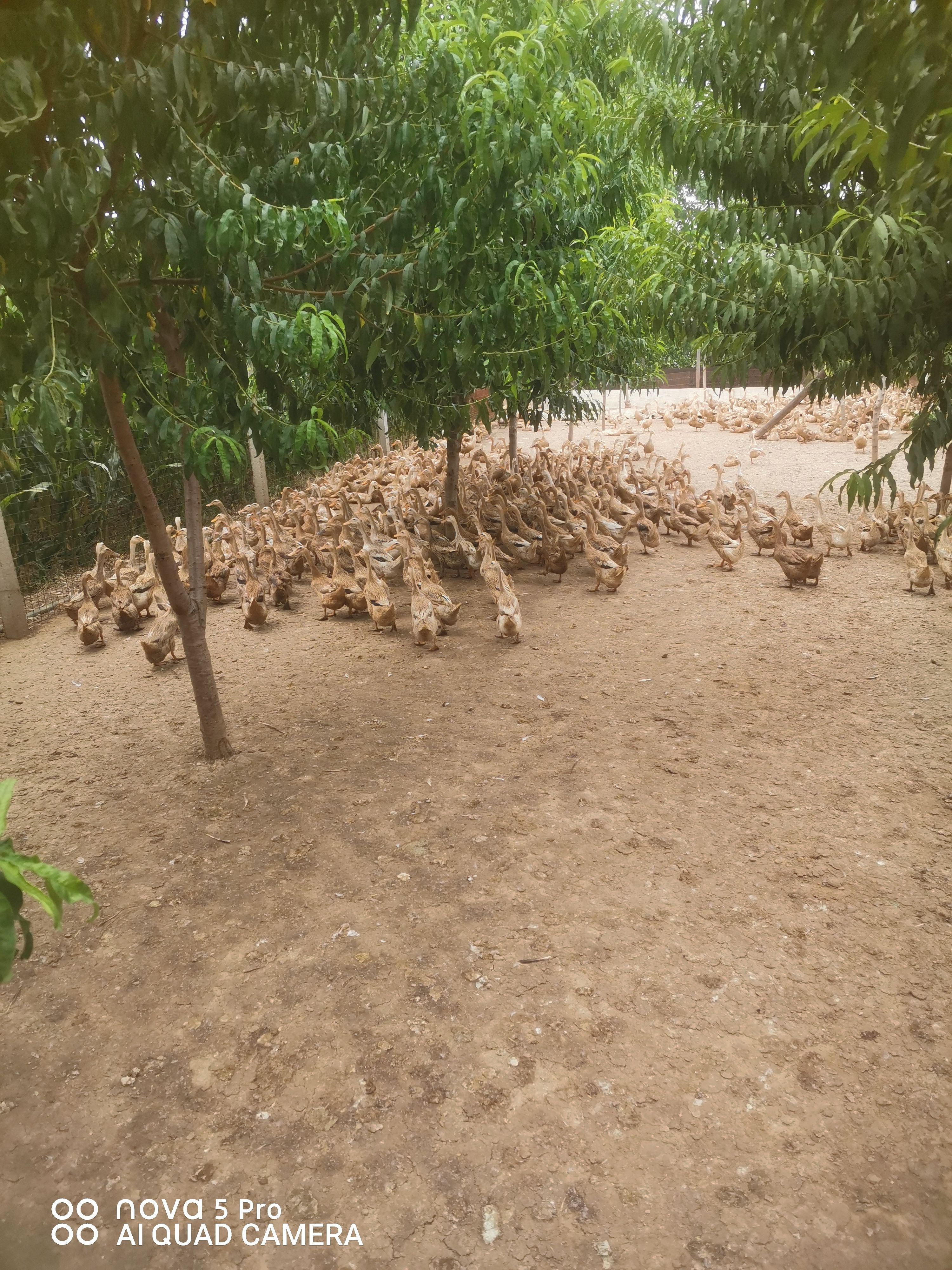 自家散养蛋鸭，新鲜土鸭蛋