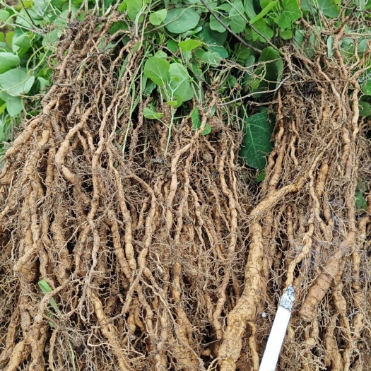 江西粉防己种苗，一年大苗基地一手直发，提供多年成熟种植技术！