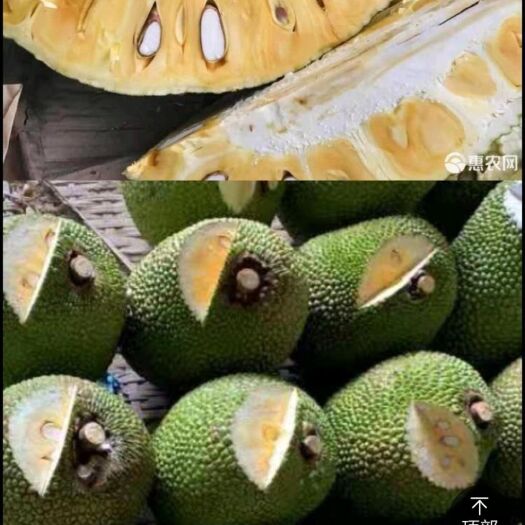 湛江菠萝蜜