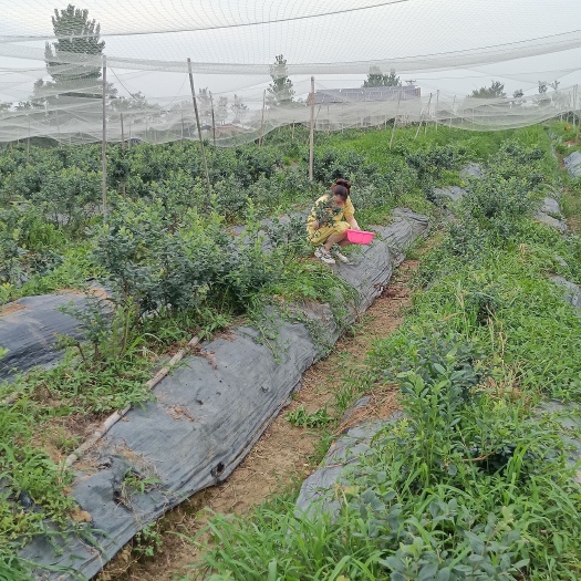 安陆市采摘园合作种植养殖