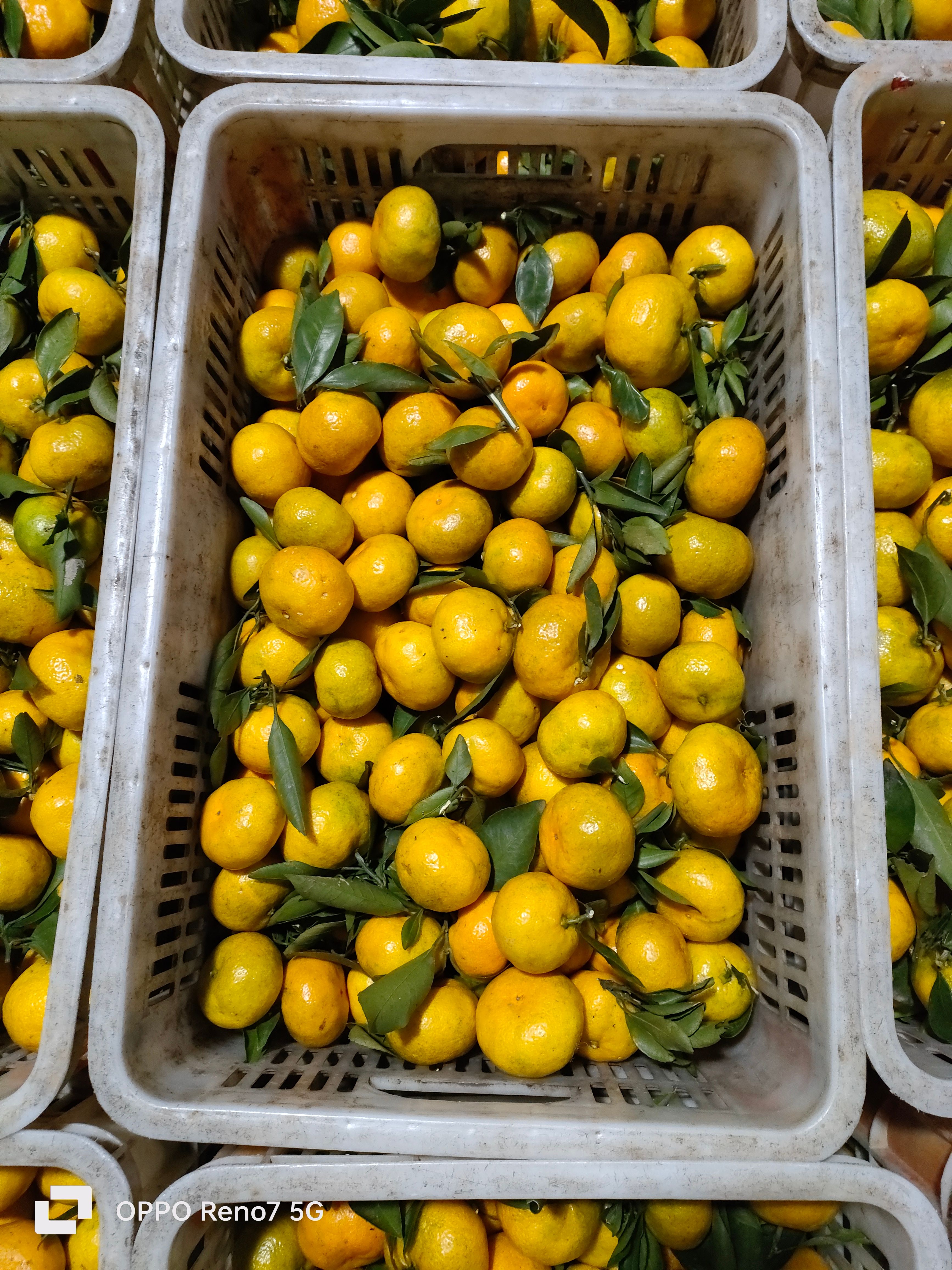 云南特早蜜桔大量上市，看园订货，果型扁平，果面干净，皮薄