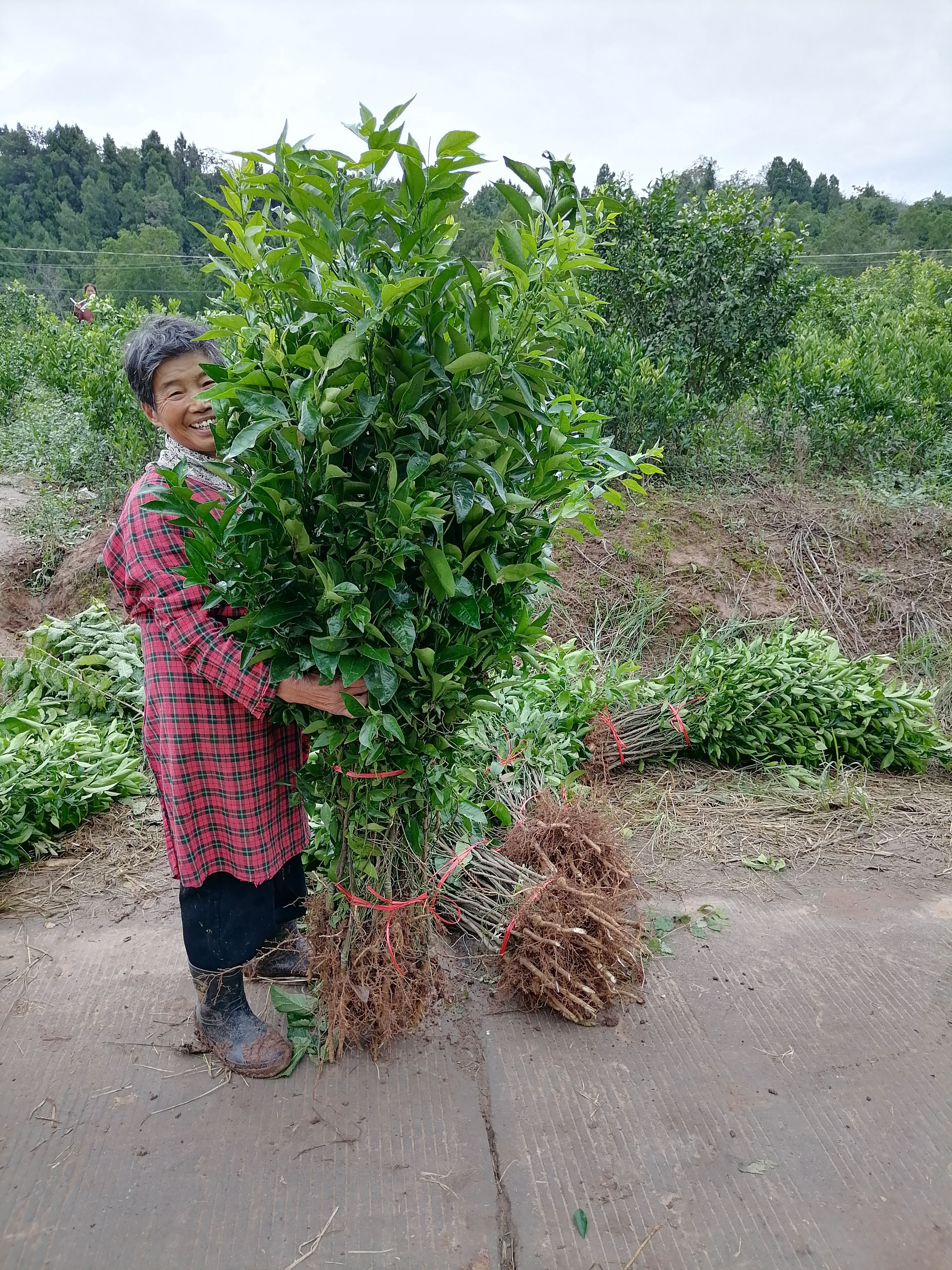 沃柑苗  普通沃柑土球苗、沃柑地苗，苗好价优！