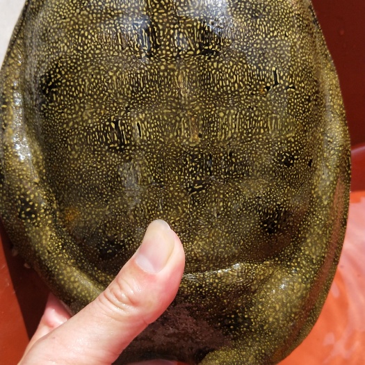 甲鱼