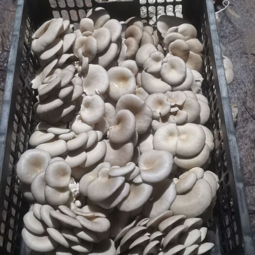 宿州鲜平茹