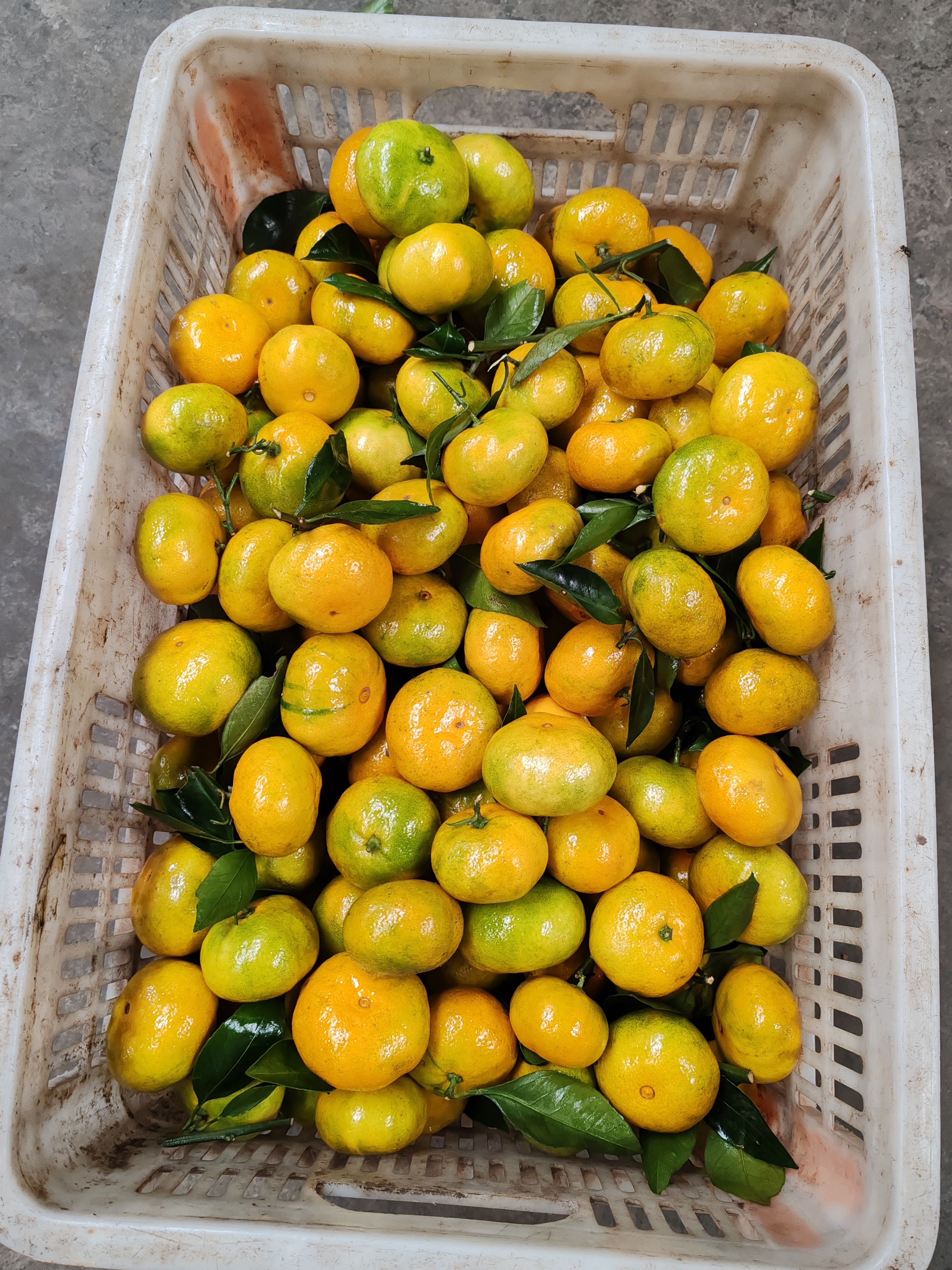 云南特早蜜桔大量上市，看园订货，果型扁平，果面干净，皮薄